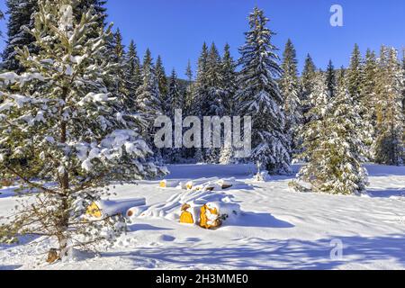 Belle vue d'hiver dans les montagnes West Rhodope, Bulgarie Banque D'Images
