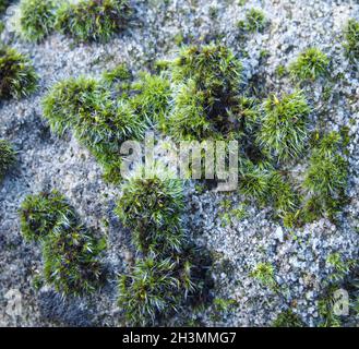 Un gros plan de la mousse de thym de col de cygne qui pousse sur le grès en hiver Banque D'Images