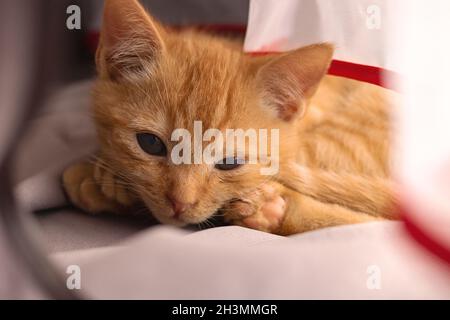 Un petit chaton au gingembre dort sur le rebord de la fenêtre près des rideaux Banque D'Images