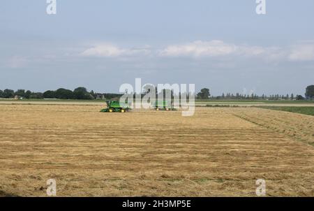 un paysage rural en été avec deux grandes moissonneuses-batteuses vertes qui récoltent des graines d'herbe dans un champ de la campagne hollandaise en été Banque D'Images