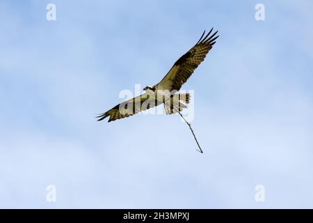 L'Osprey de l'Ouest mâle amenant l'arbre de branche à nicher Banque D'Images