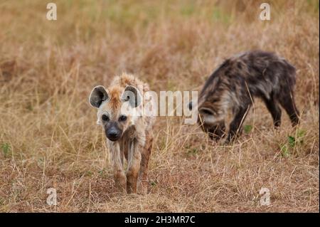 Puppys hyena tachetés (Crocuta crocuta) au parc national du Serengeti, site classé au patrimoine mondial de l'UNESCO, Tanzanie, Afrique Banque D'Images