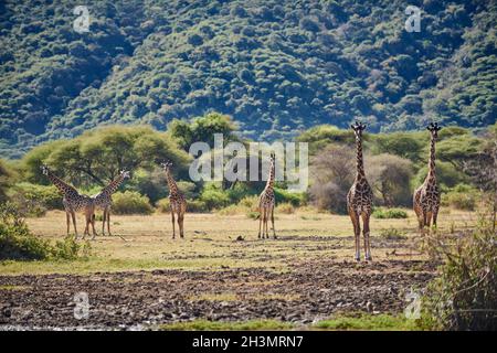 Masai girafes (Giraffa tippelskirchii) dans le parc national du lac Manyara, MTO wa Mbu, Tanzanie, Afrique Banque D'Images