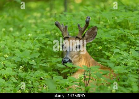 Jeune cerf de Virginie avec bois en croissance en velours. Banque D'Images