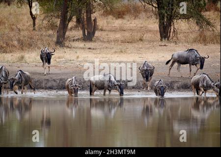 Troupeau des plus sauvages au trou d'eau, Parc national de Tarangire, Tanzanie, Afrique Banque D'Images