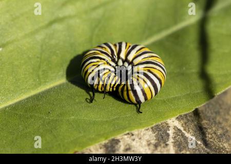 La chenille du papillon monarque Banque D'Images