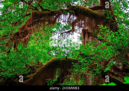 Forêt tropicale de Quinault, parc national olympique, comté de Grays Harbour, Washington Banque D'Images