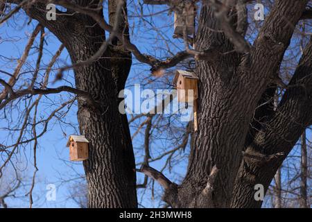 Maisons d'oiseaux contre ciel bleu sans nuages.En hiver, de petites maisons en bois pour oiseaux pendent sur des arbres dans une forêt enneigée Banque D'Images