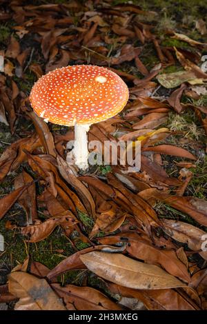 Corps à fructifier rouge et blanc de fétade à fée toxique agarique (Amanita muscaria) croissant en automne à Surrey, dans le sud-est de l'Angleterre, parmi les feuilles mortes Banque D'Images