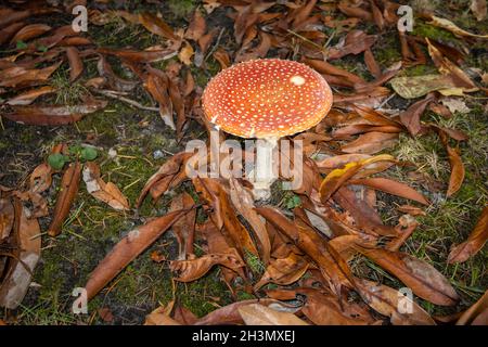 Corps à fructifier rouge et blanc de fétade à fée toxique agarique (Amanita muscaria) croissant en automne à Surrey, dans le sud-est de l'Angleterre, parmi les feuilles mortes Banque D'Images