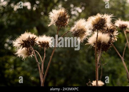 Chardon géant, Cardoon, Artichaut ornemental, très populaire auprès des abeilles en été, est allé à la graine en utilisant la dispersion du vent.Cynara cardunculus.Gros plan. Banque D'Images