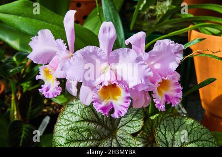 Gros plan de trois fleurs d'orchidées violettes Banque D'Images