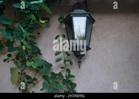 Une lampe noire est fixée au mur de la maison de l'extérieur avec une plante verte Banque D'Images