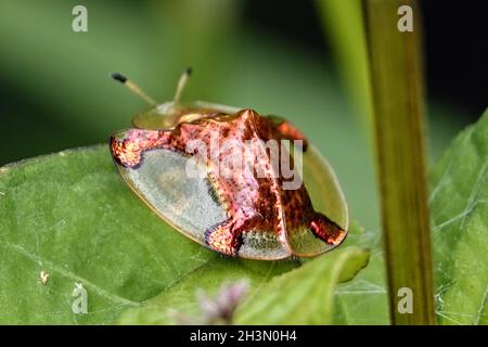 Gros plan du coléoptère de la tortue dorée (Charidotella sexpunctata) sur la feuille verte du jardin Banque D'Images