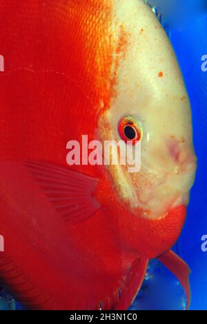 Discus rouge de Marlboro, Symphysodon aequifasciatus Banque D'Images