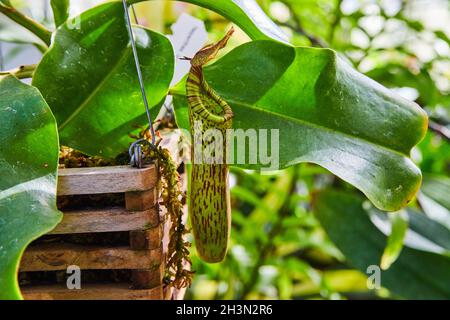 Plante de pichet carnivore dans un panier suspendu en bois de jardin Banque D'Images