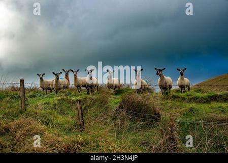 Chipping, Preston, Lancashire, Royaume-Uni.29 octobre 2021.Brebis et nuages de tempête près de Preston, Lancashire, Royaume-Uni.Crédit : John Eveson/Alamy Live News Banque D'Images