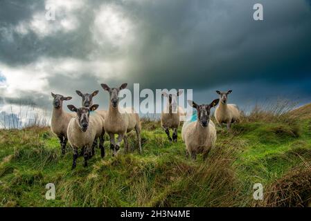 Chipping, Preston, Lancashire, Royaume-Uni.29 octobre 2021.Brebis et nuages de tempête près de Preston, Lancashire, Royaume-Uni.Crédit : John Eveson/Alamy Live News Banque D'Images