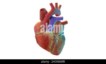 Cœur humain. Image réaliste isolée, cœur anatomique correct avec système veineux, rendu 3d Banque D'Images