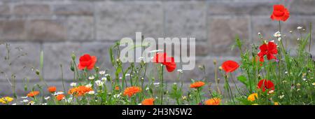 Prairie de fleurs colorées avec diverses fleurs sauvages devant un mur de briques comme arrière-plan. Banque D'Images