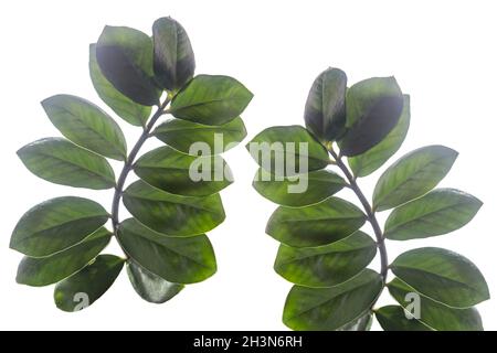 Branches de la plante Zamioculcas isolées sur blanc Banque D'Images