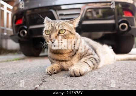 Paresseux tabby chat dormir sur un sol Banque D'Images