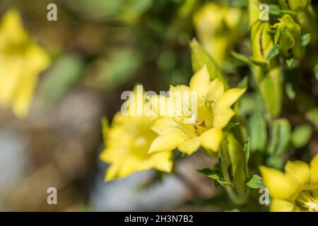 Espèces indigènes de fleurs jaunes de Gentiana Banque D'Images