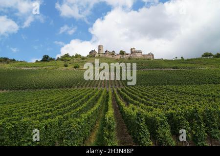 Un beau vignoble avec le château de Thurant en arrière-plan (Alken sur la Moselle, Allemagne) Banque D'Images