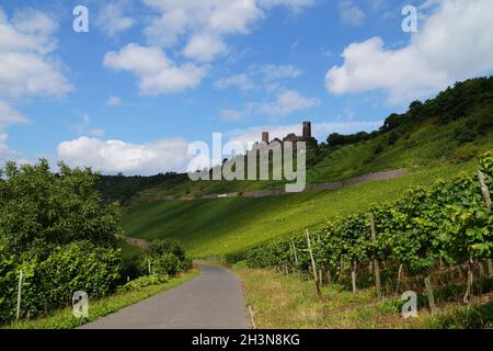 Un beau vignoble avec le château de Thurant en arrière-plan (Alken sur la Moselle, Allemagne) Banque D'Images