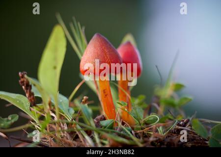 Chapeau de sorcière (Hygrocybe conica) sur un pré dans un parc en automne Banque D'Images