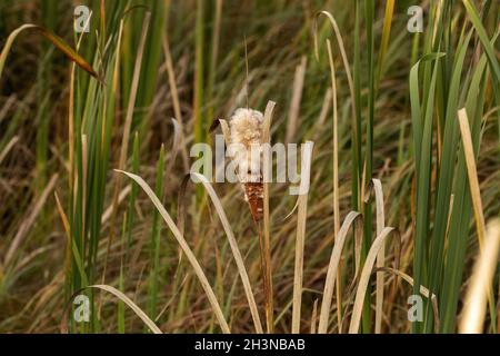 Graines de Cattail.Reed communes en automne Banque D'Images