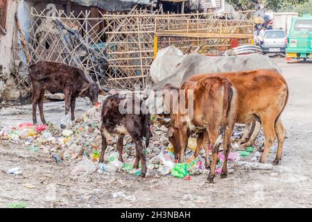 LUCKNOW, INDE - 2 FÉVRIER 2017 : les vaches saintes mangeant des ordures à Lucknow, dans l'État de l'Uttar Pradesh, en Inde Banque D'Images
