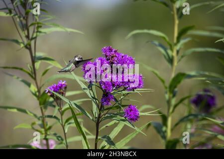 Le colibris à gorge rubis (Archilochus colubris) boit le nectar d'une fleur Banque D'Images