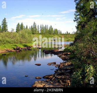 Rivière dans la taïga dans le nord de la Russie.La nature de la taïga dans une région montagneuse. Banque D'Images