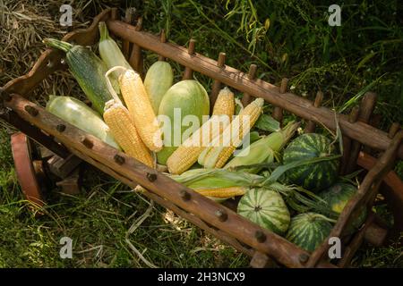 Concept de récolte d'automne. Melon, courgette, pastèque dans un vieux chariot en bois sur herbe verte. Gros plan. Vue de dessus Banque D'Images