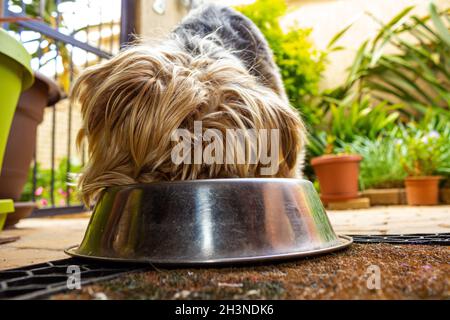 Yorkshire terrier s'affairait à apprécier sa nourriture.Seul le haut de la tête du chien est visible Banque D'Images