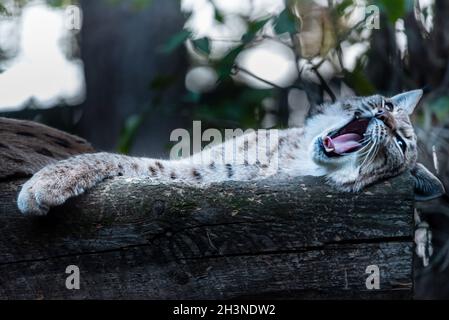 un chat de lynx sauvage repose sur un tronc d'arbre et ouvre sa bouche Banque D'Images