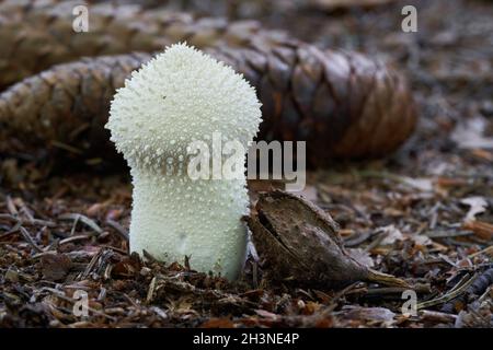 Champignons comestibles Lycoperdon perlatum dans la forêt de hêtres d'épinette.Connu sous le nom de boule de purée commune ou de boule de purée gauchrée.Champignon blanc sauvage croissant dans les aiguilles. Banque D'Images