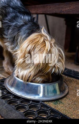 Terrier du Yorkshire occupé à manger sa nourriture dans un bol en métal Banque D'Images