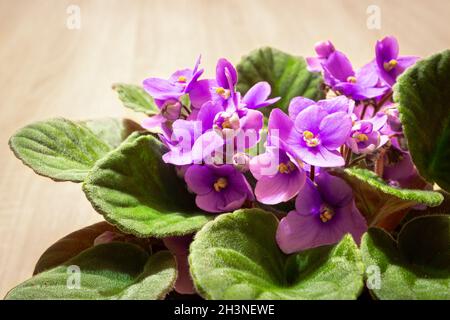 Gros plan de fleurs de violettes africaines de couleur violet à violet (Saintpaulia ionantha) Banque D'Images