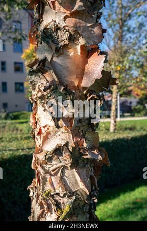 Écorce exfoliée d'un bouleau dans un parc de la ville Banque D'Images