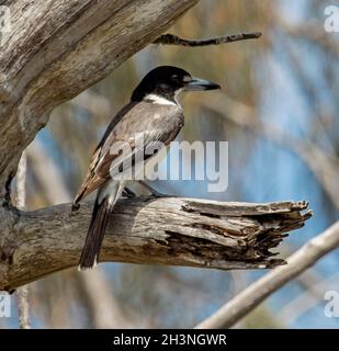 Oiseau gris, Cracticus torquatus, perché sur une branche morte d'un arbre contre un ciel bleu en Australie Banque D'Images