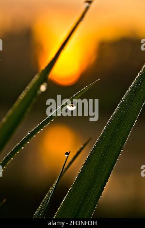 Gouttes d'eau sur les feuilles d'herbe. Rosée sur l'herbe verte. Banque D'Images