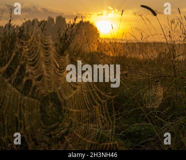 Attraper un filet d'araignée dans l'herbe contre le coucher du soleil. Belle nature dans le champ et le web. Banque D'Images