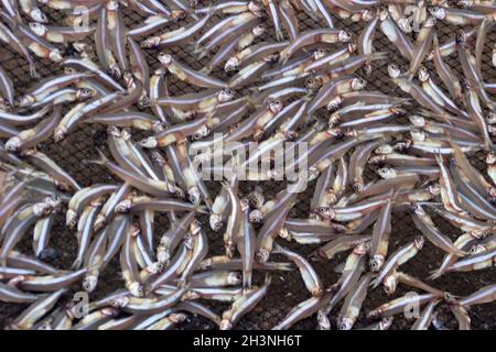 Petit poisson (ca com) pour la production de sauce de poisson en usine Banque D'Images