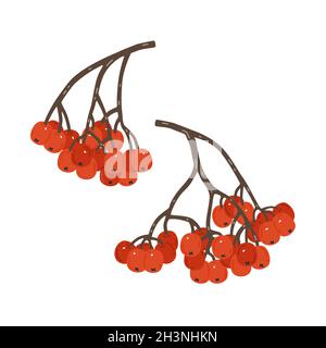 Branches de l'arbre de Rowan aux baies rouges.Illustration vectorielle Illustration de Vecteur