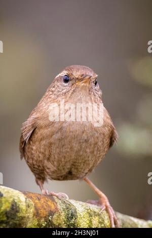 Gros plan d'un oiseau de Wren eurasien, troglodytes troglodytes, oiseau chantant dans une forêt au printemps Banque D'Images