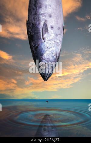 Pêchez sur l'eau avec une goutte d'eau et des cercles sur la surface contre le fond du ciel de la soirée. Banque D'Images