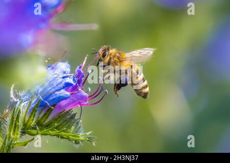 Gros plan d'une abeille occidentale ou d'une abeille européenne API mellifera nourrissant le nectar de fleurs violettes Banque D'Images