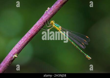 Petite mouche à tartiner émeraude, Lestes virens, au repos Banque D'Images